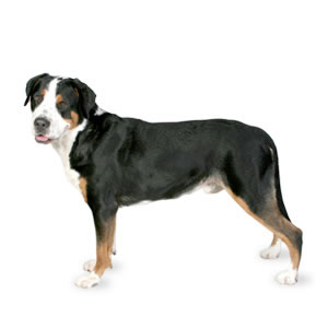 Berner sennenhunde