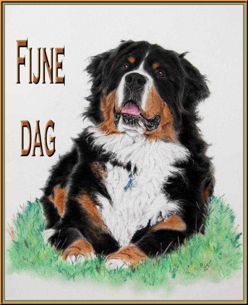 Berner sennenhunde