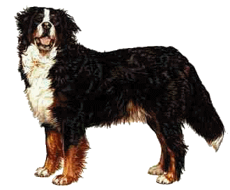 Berner sennenhunde