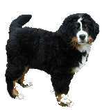 Berner sennenhunde bilder