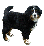 Berner sennenhunde