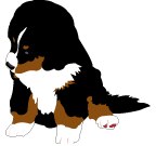 Berner sennenhunde bilder