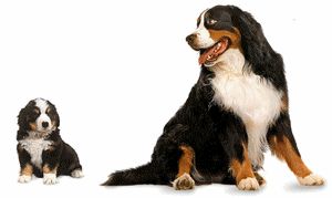 Berner sennenhunde bilder