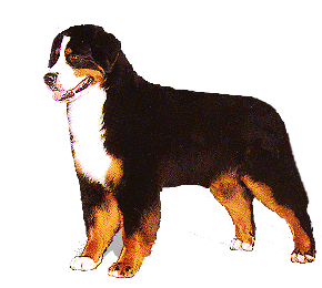 Berner sennenhunde bilder