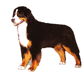 Berner sennenhunde bilder