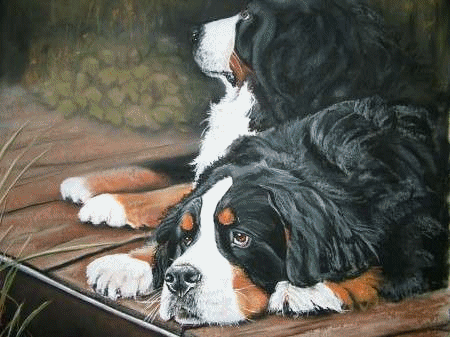 Berner sennenhunde bilder