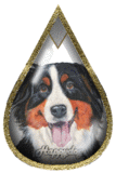 Berner sennenhunde