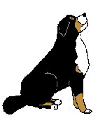 Berner sennenhunde