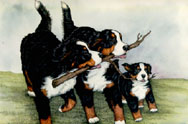 Berner sennenhunde