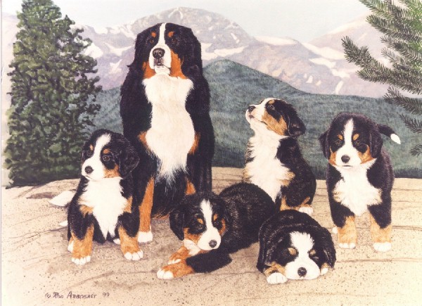 Berner sennenhunde bilder