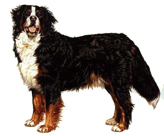 Berner sennenhunde