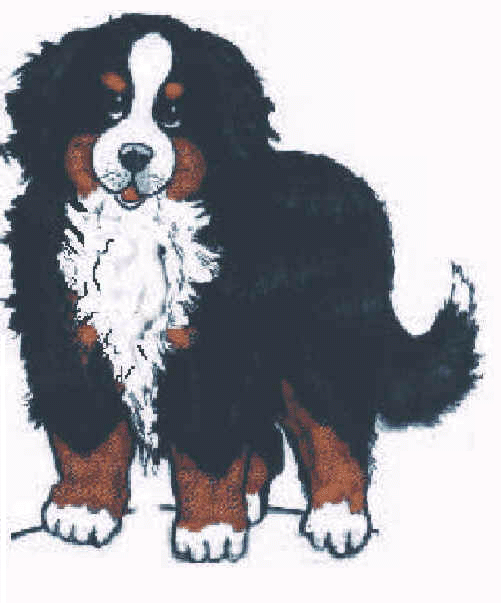 Berner sennenhunde bilder