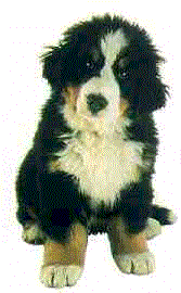 Berner sennenhunde bilder