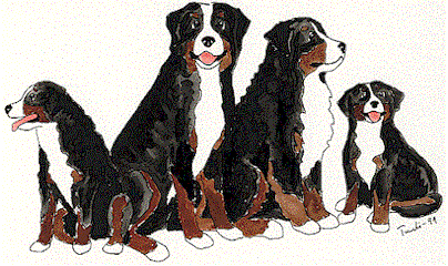 Berner sennenhunde