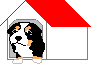 Berner sennenhunde