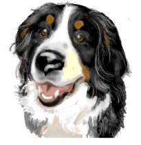 Berner sennenhunde