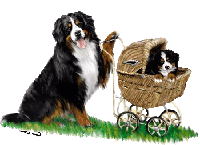 Berner sennenhunde bilder