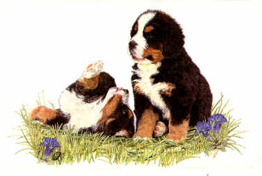 Berner sennenhunde