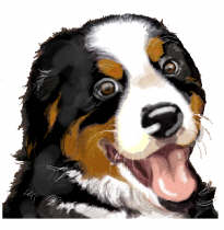 Berner sennenhunde bilder