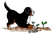 Berner sennenhunde