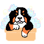 Berner sennenhunde