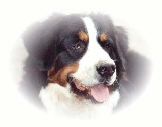 Berner sennenhunde