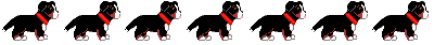 Berner sennenhunde