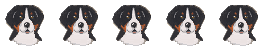 Berner sennenhunde