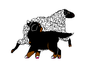 Berner sennenhunde