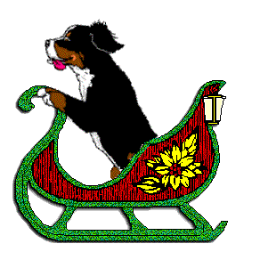 Berner sennenhunde