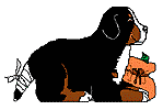 Berner sennenhunde