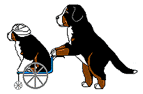 Berner sennenhunde bilder