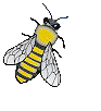 Bienen bilder