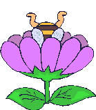 Bienen bilder