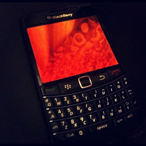 Blackberry bilder