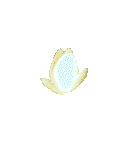 Blumen bilder