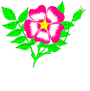Blumen bilder