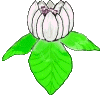 Blumen bilder