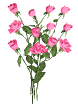 Blumen bilder