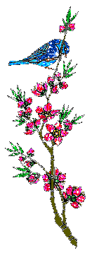 Blumen bilder