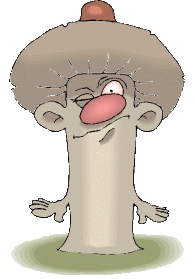 Champignons bilder
