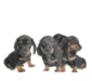 Dackel bilder