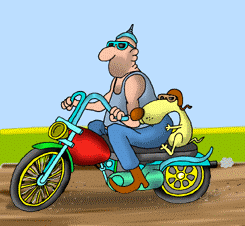 Dackel bilder