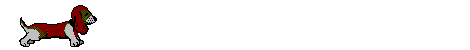 Dackel bilder