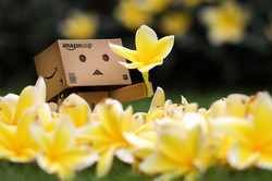 Danbo bilder