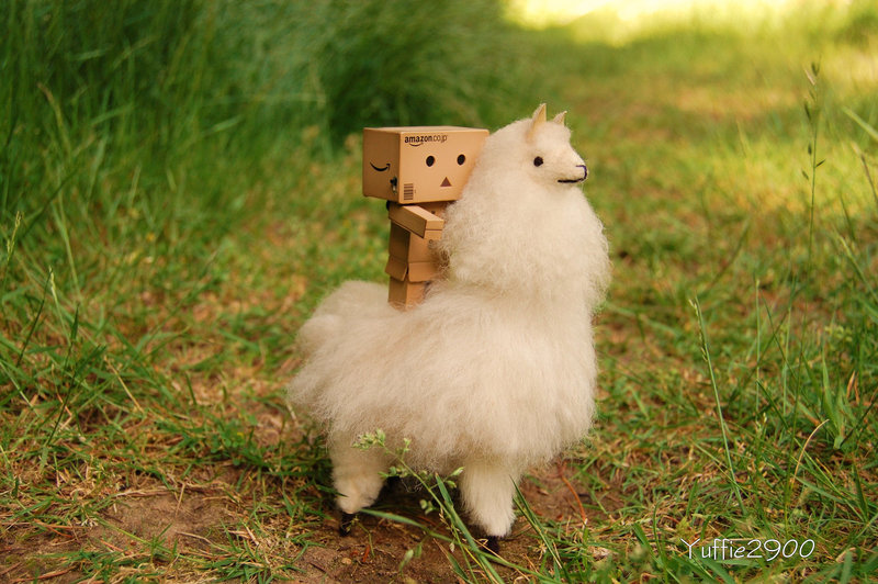 Danbo bilder