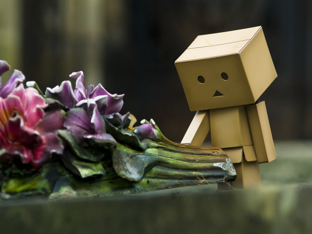 Danbo bilder