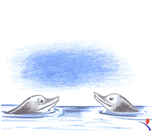 Delfine bilder