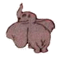 Dumbo bilder