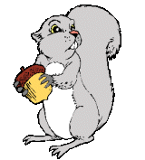 Eichhornchens bilder